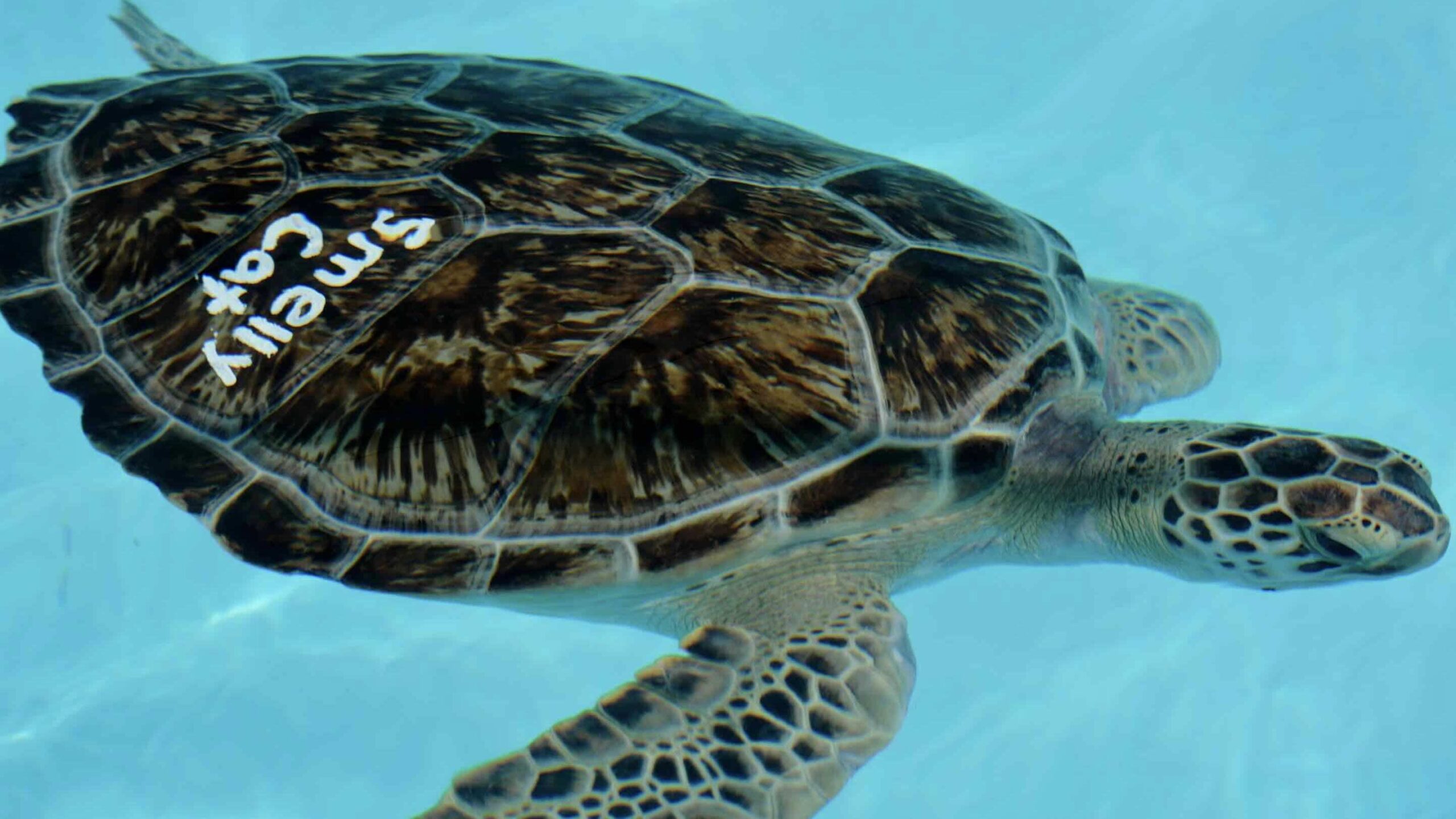 5. Turtle Hospital turtle swimming on a Florida Keys Road Trip