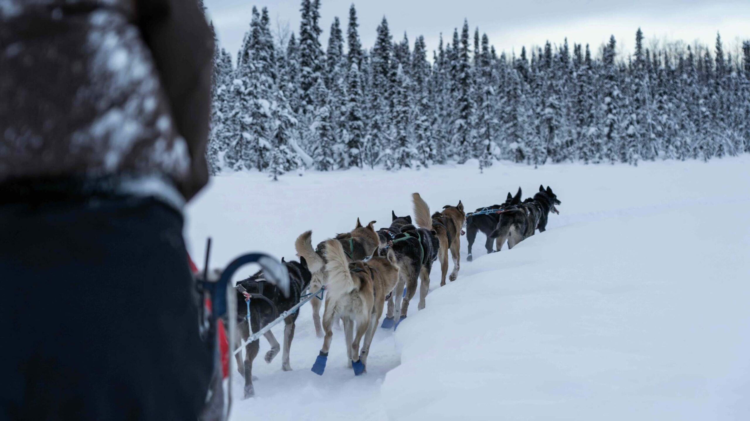 yuhan-du-dogsledding -unsplash explore Alaska outdoors
